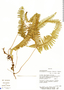 Dicranopteris flexuosa image