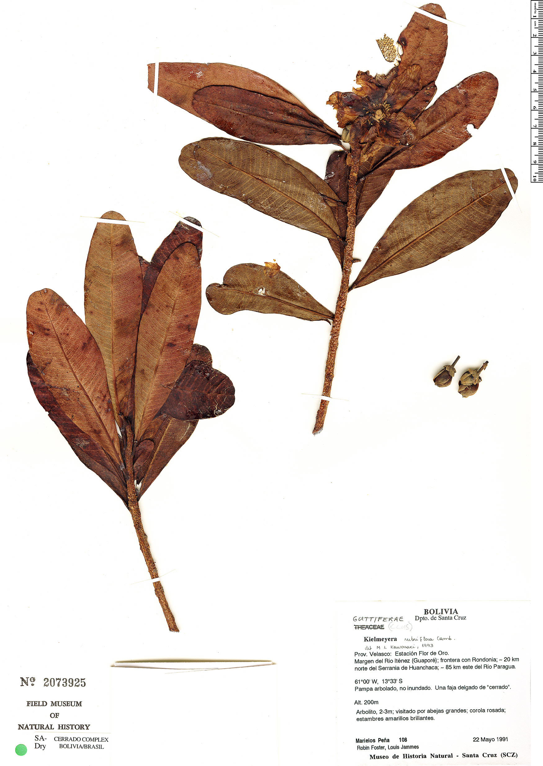 Kielmeyera rubriflora image