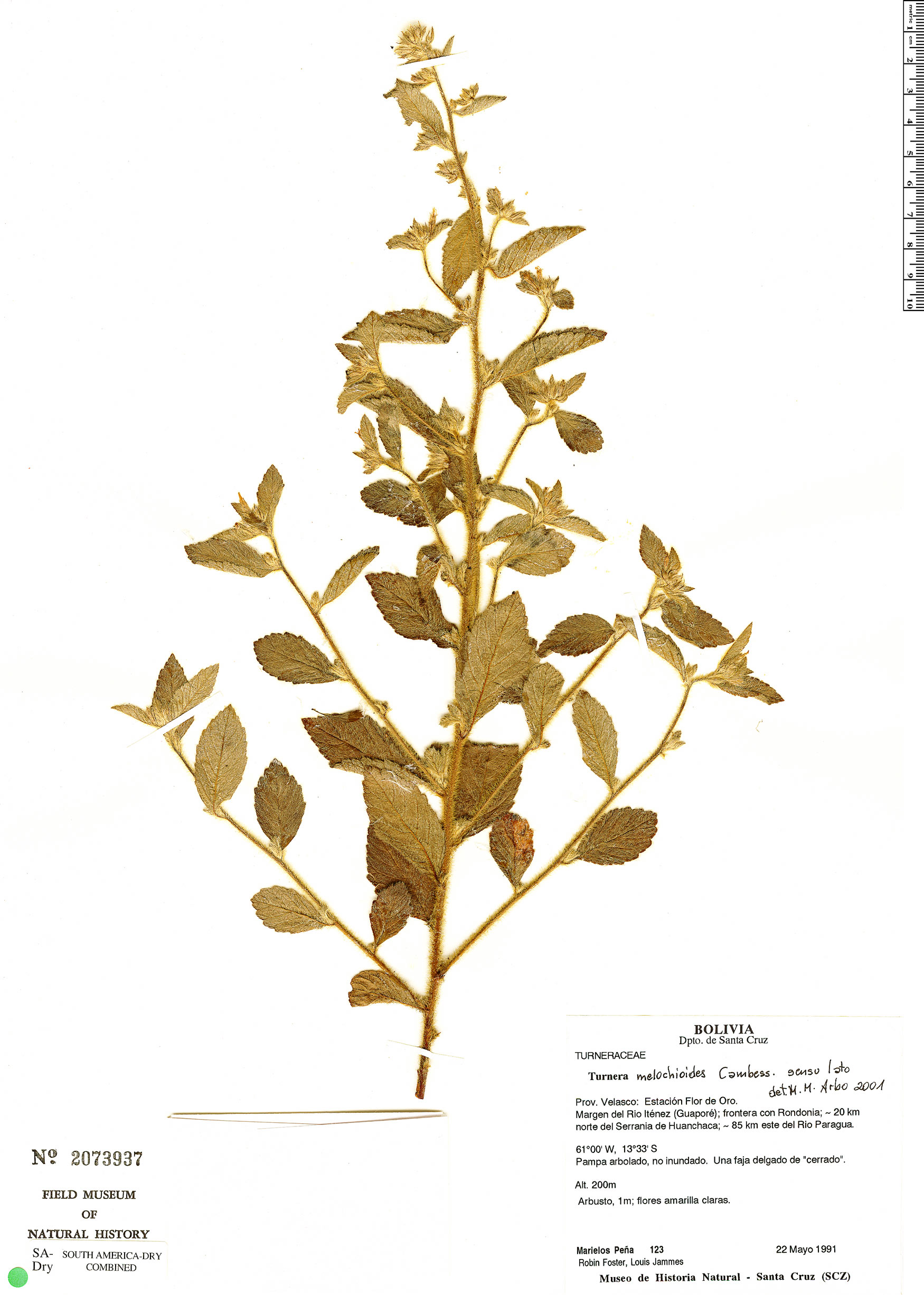 Turnera melochioides image