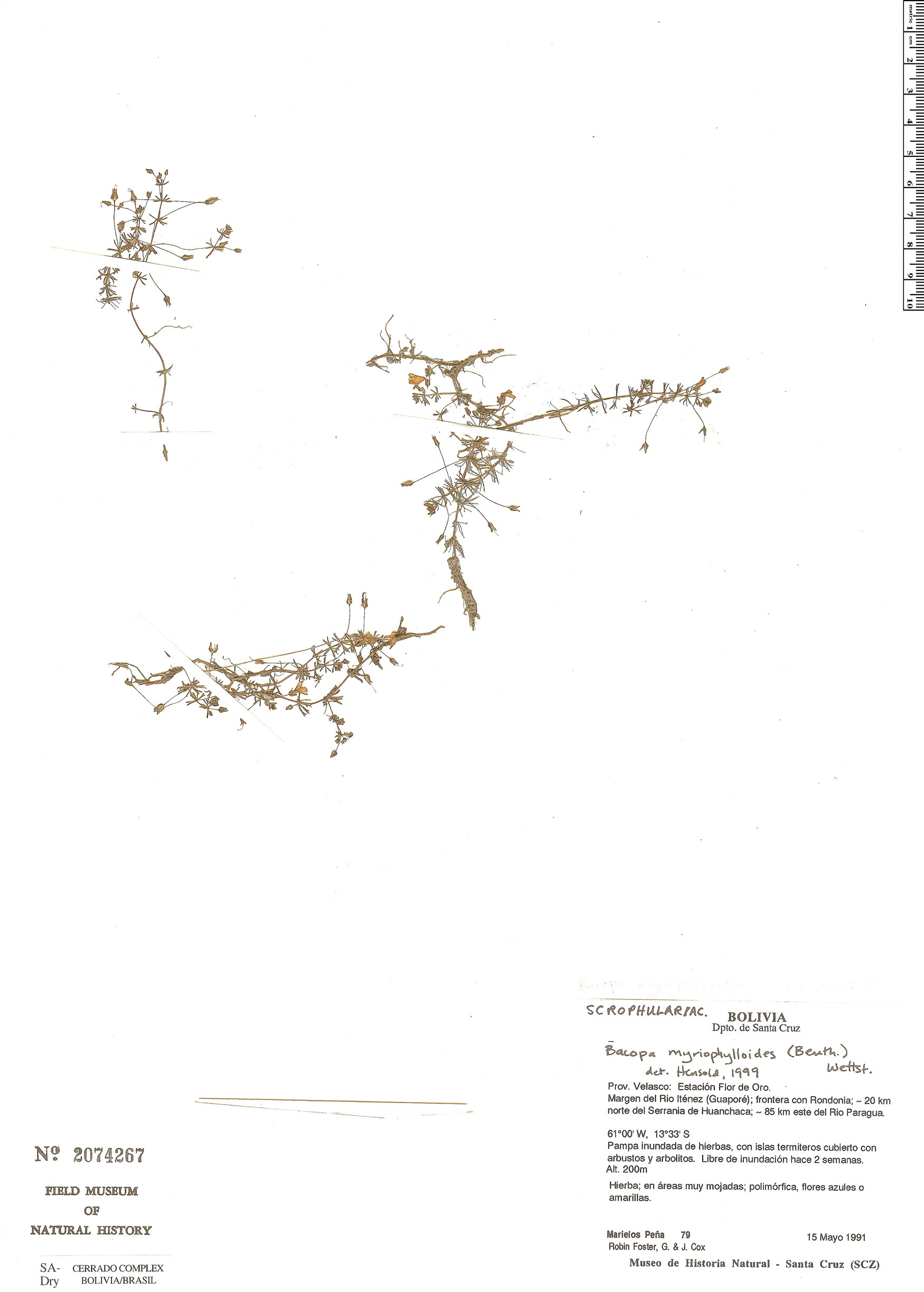 Bacopa myriophylloides image