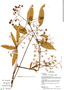 Schefflera distractiflora image