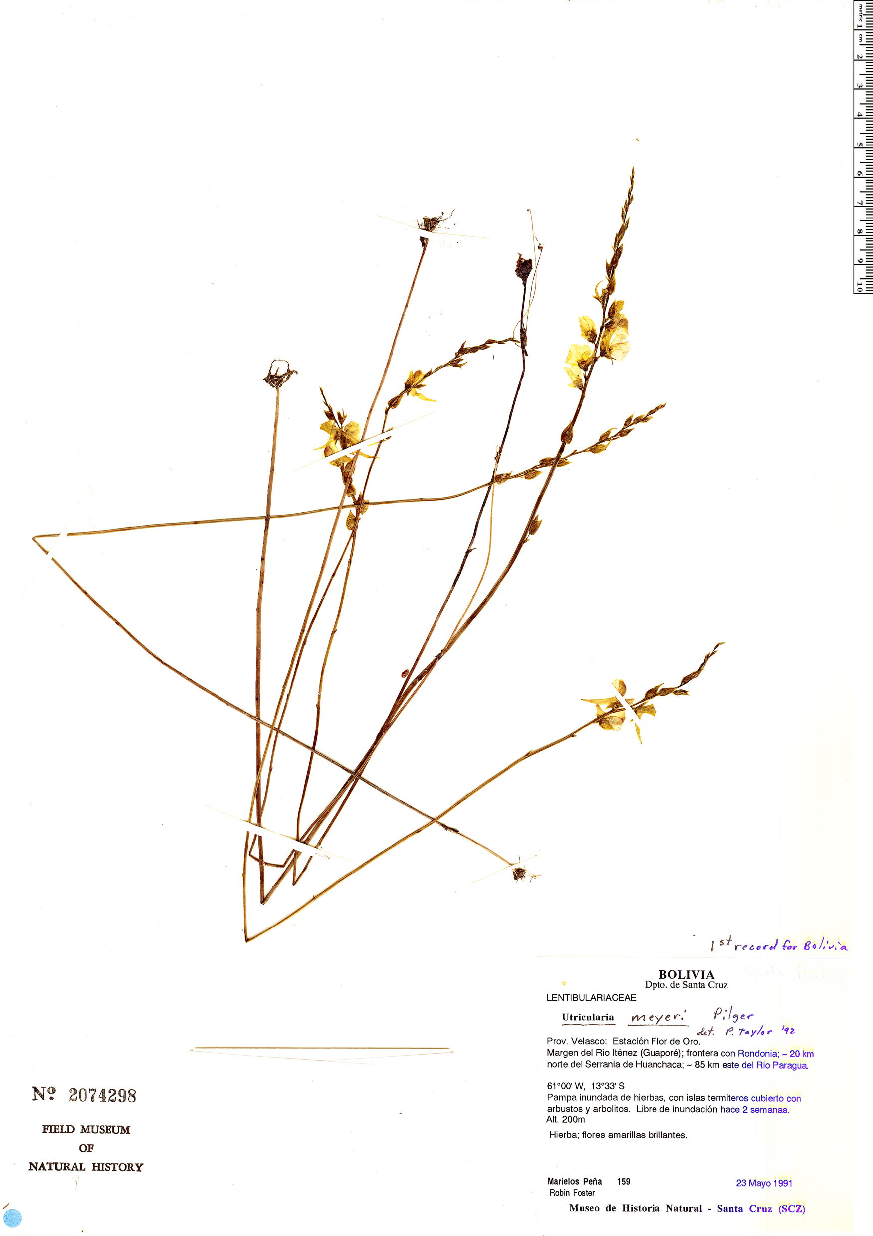 Utricularia meyeri image