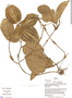 Geogenanthus poeppigii image