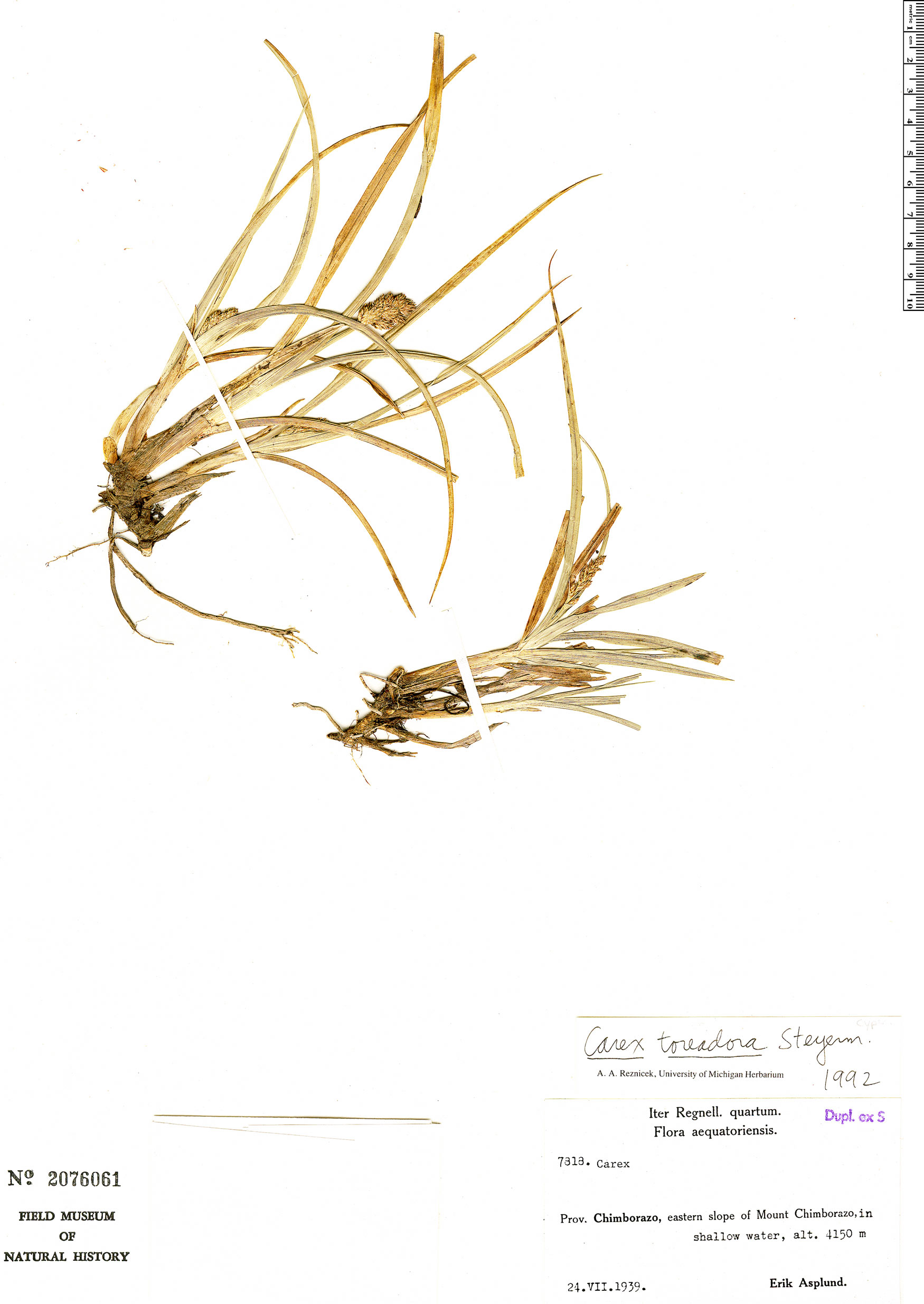 Carex toreadora image