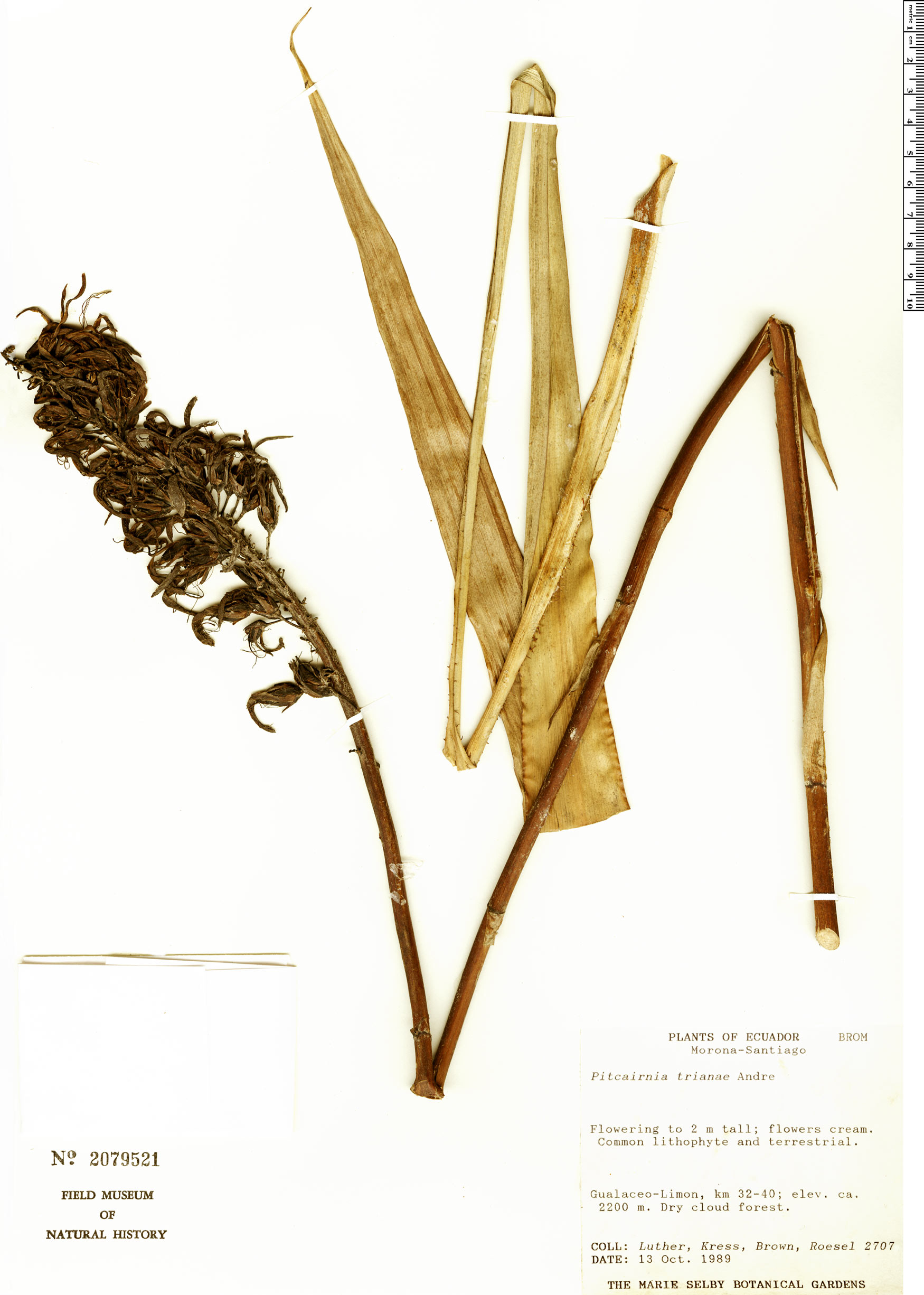 Pitcairnia trianae image