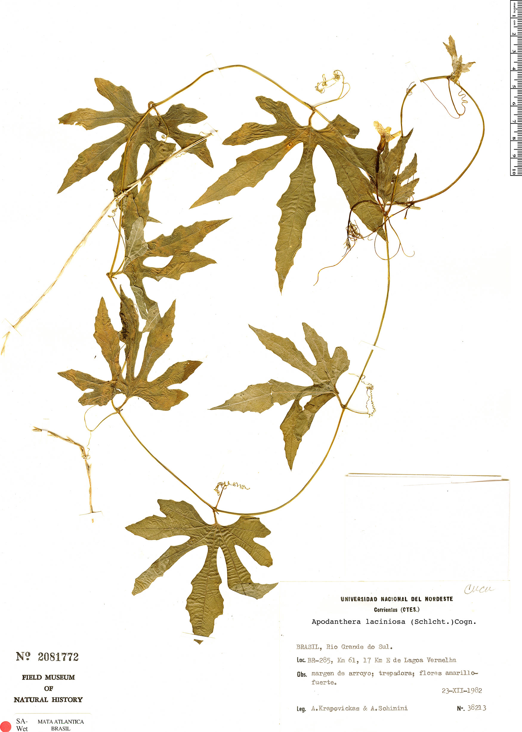 Apodanthera laciniosa image
