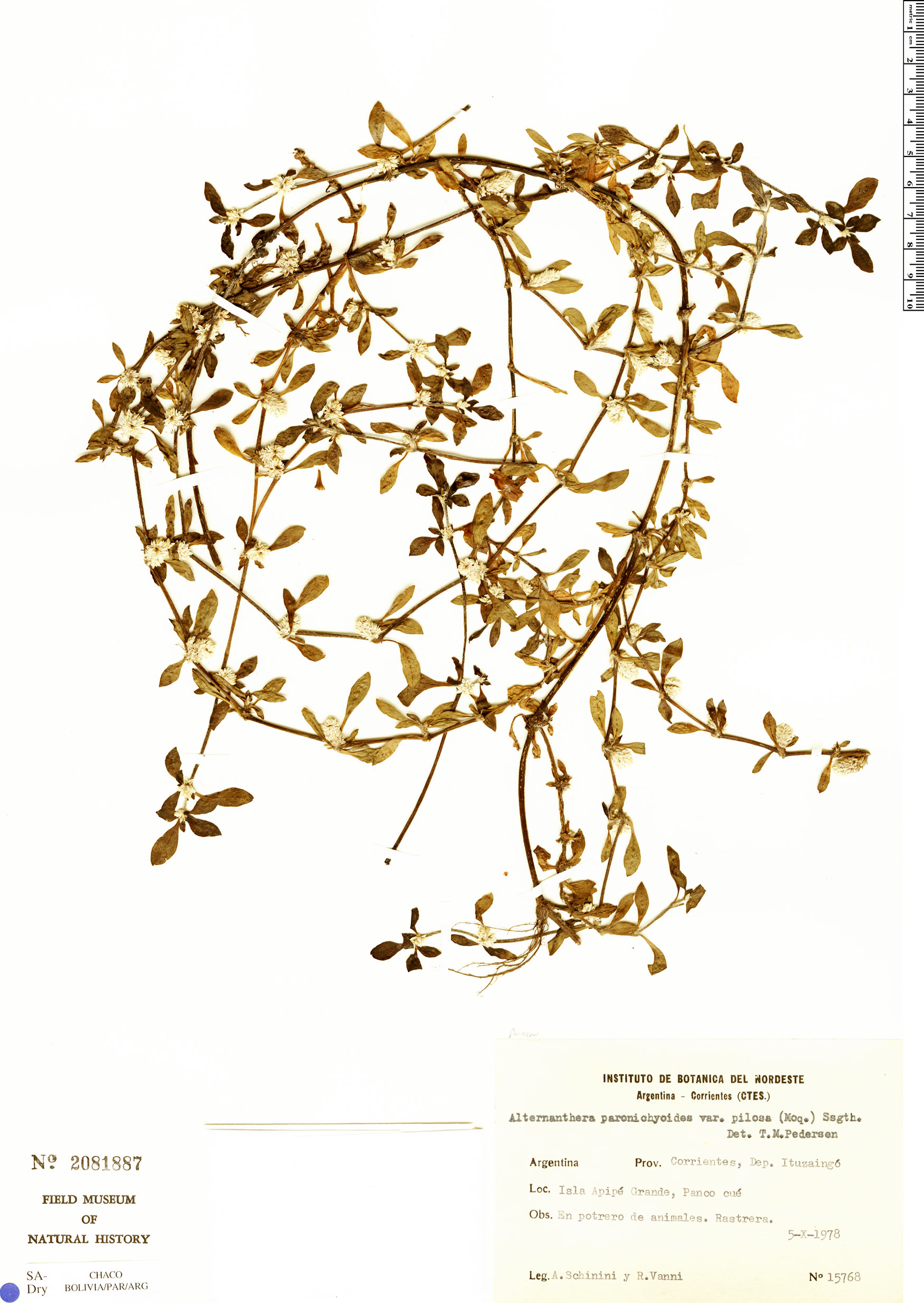 Alternanthera paronychioides subsp. pilosa image