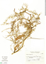 Prosopis flexuosa image