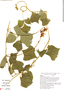 Pachyrhizus erosus image