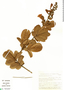 Jacaranda paucifoliolata image