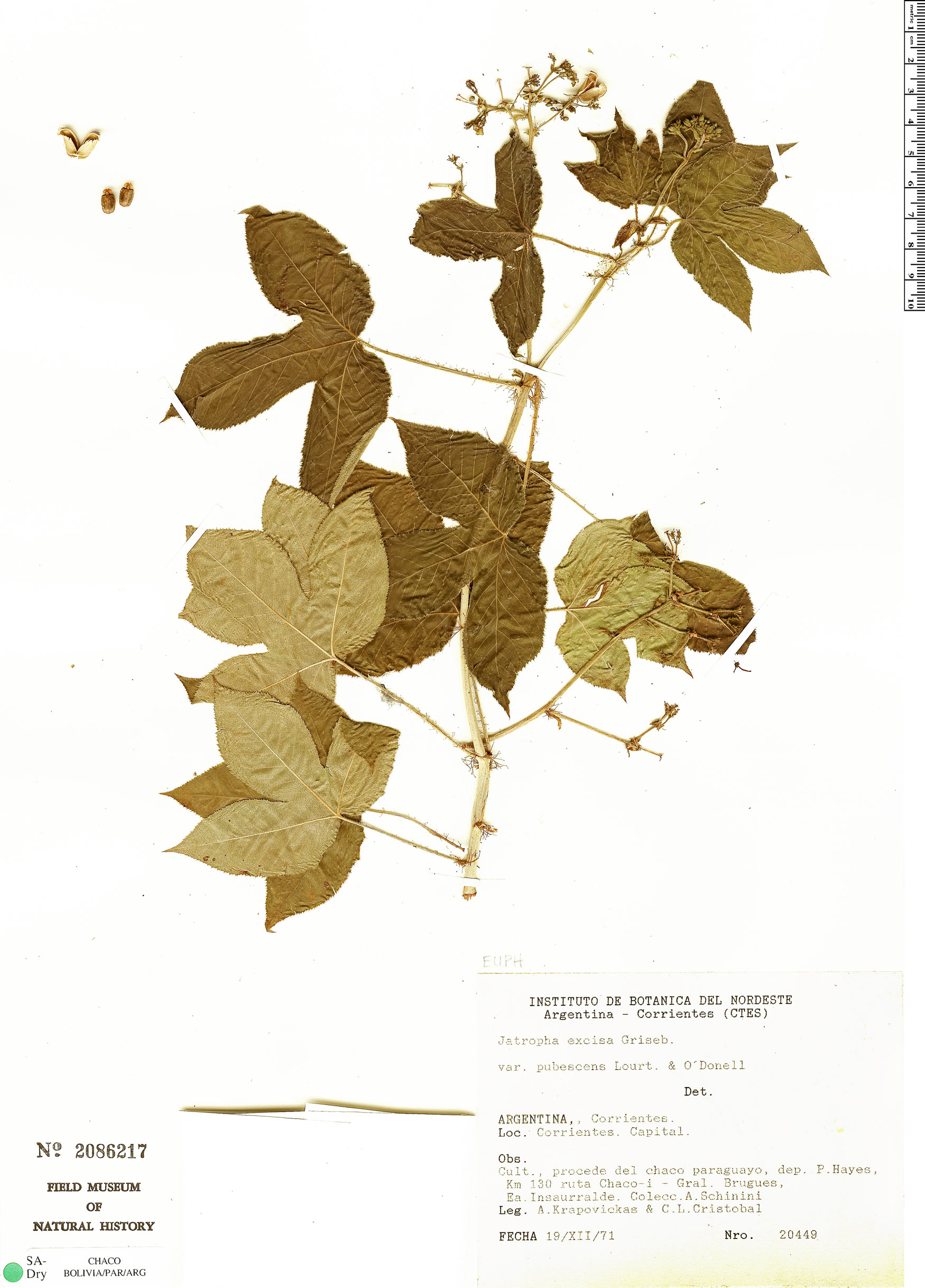 Jatropha excisa var. pubescens image