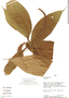Acalypha stenoloba image