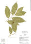 Solanum leptorhachis image