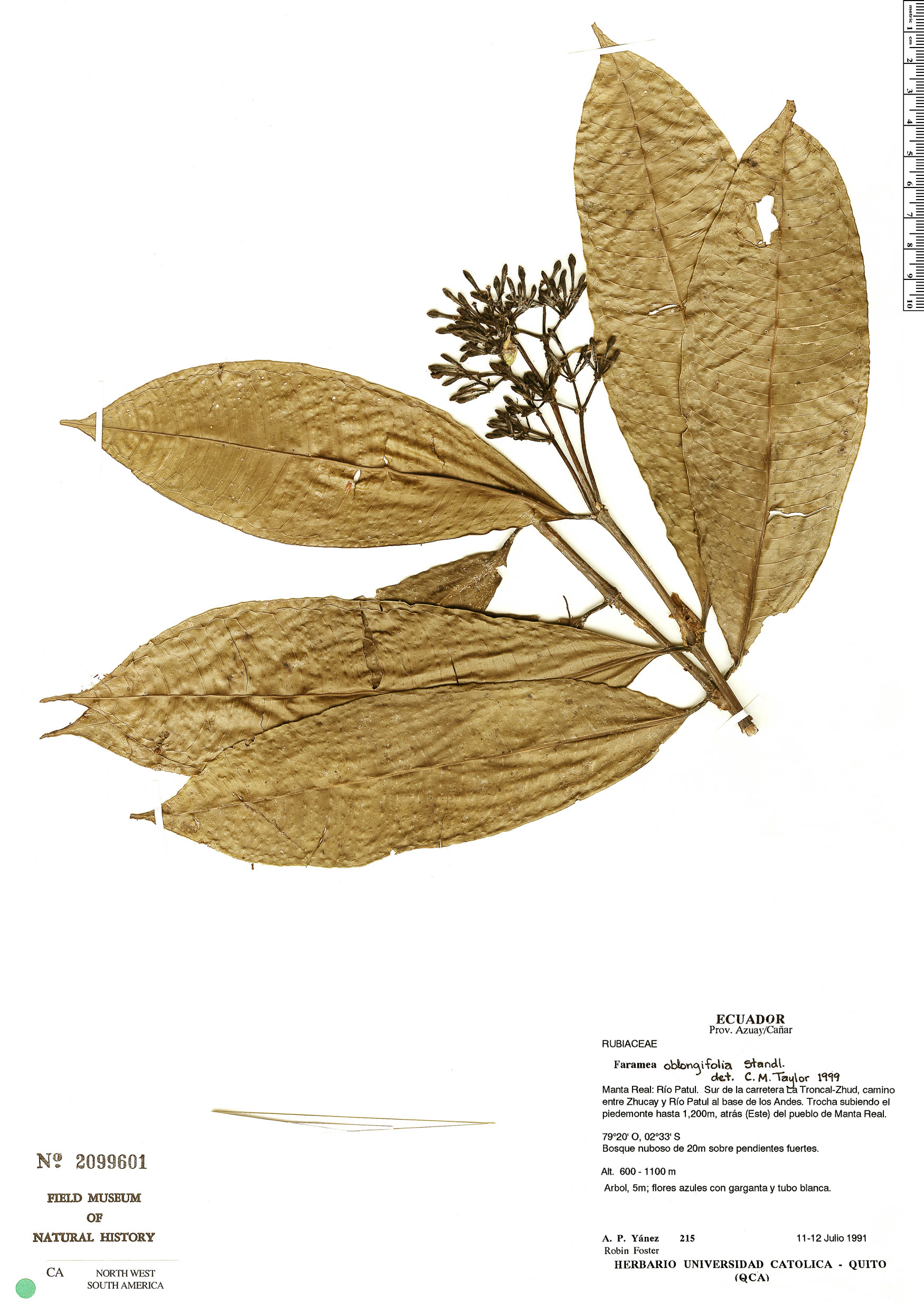 Faramea oblongifolia image