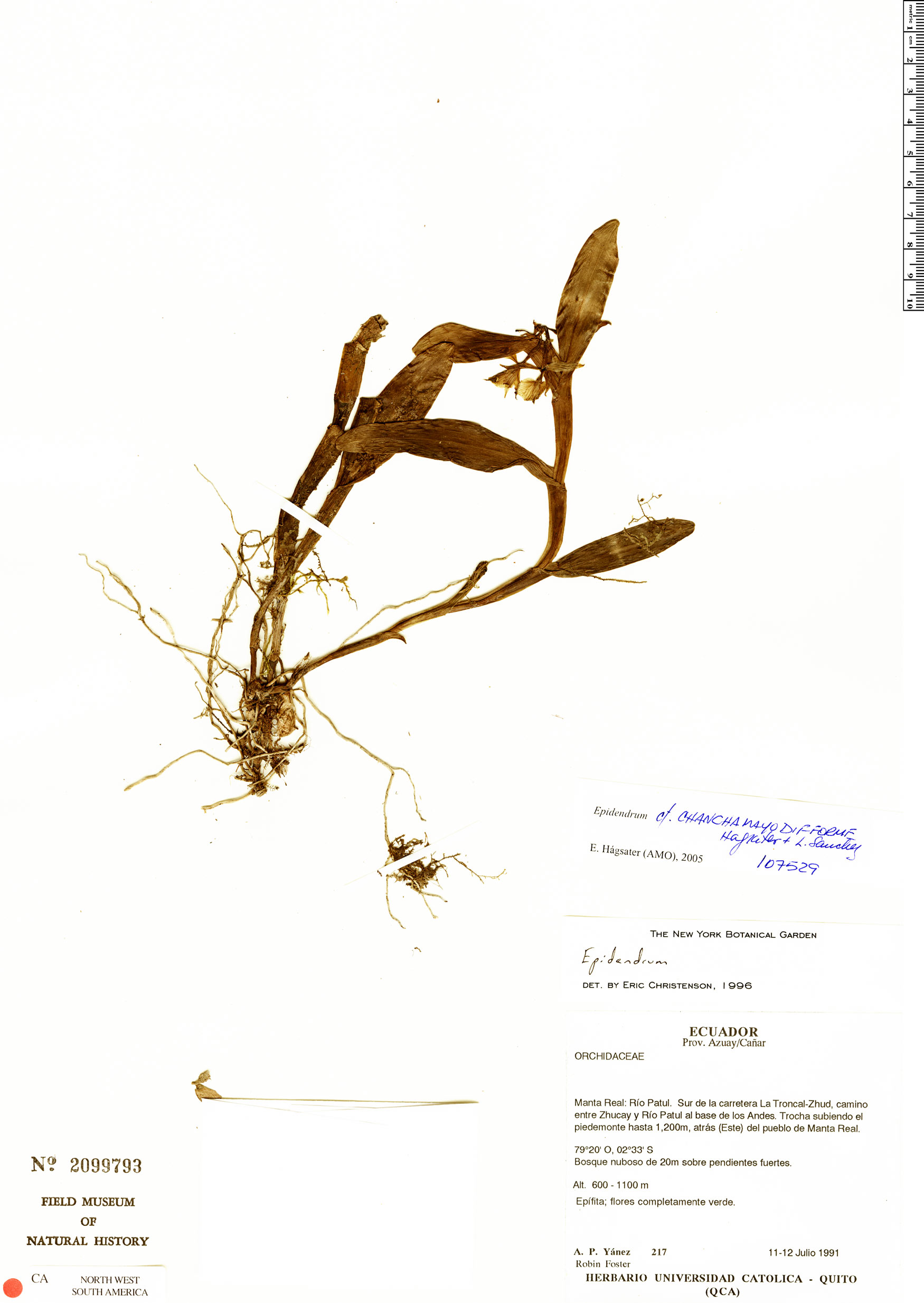 Epidendrum chanchamayodifforme image