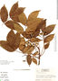 Picrasma excelsa image