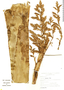 Tillandsia tovarensis image