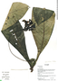 Tournefortia gigantifolia image