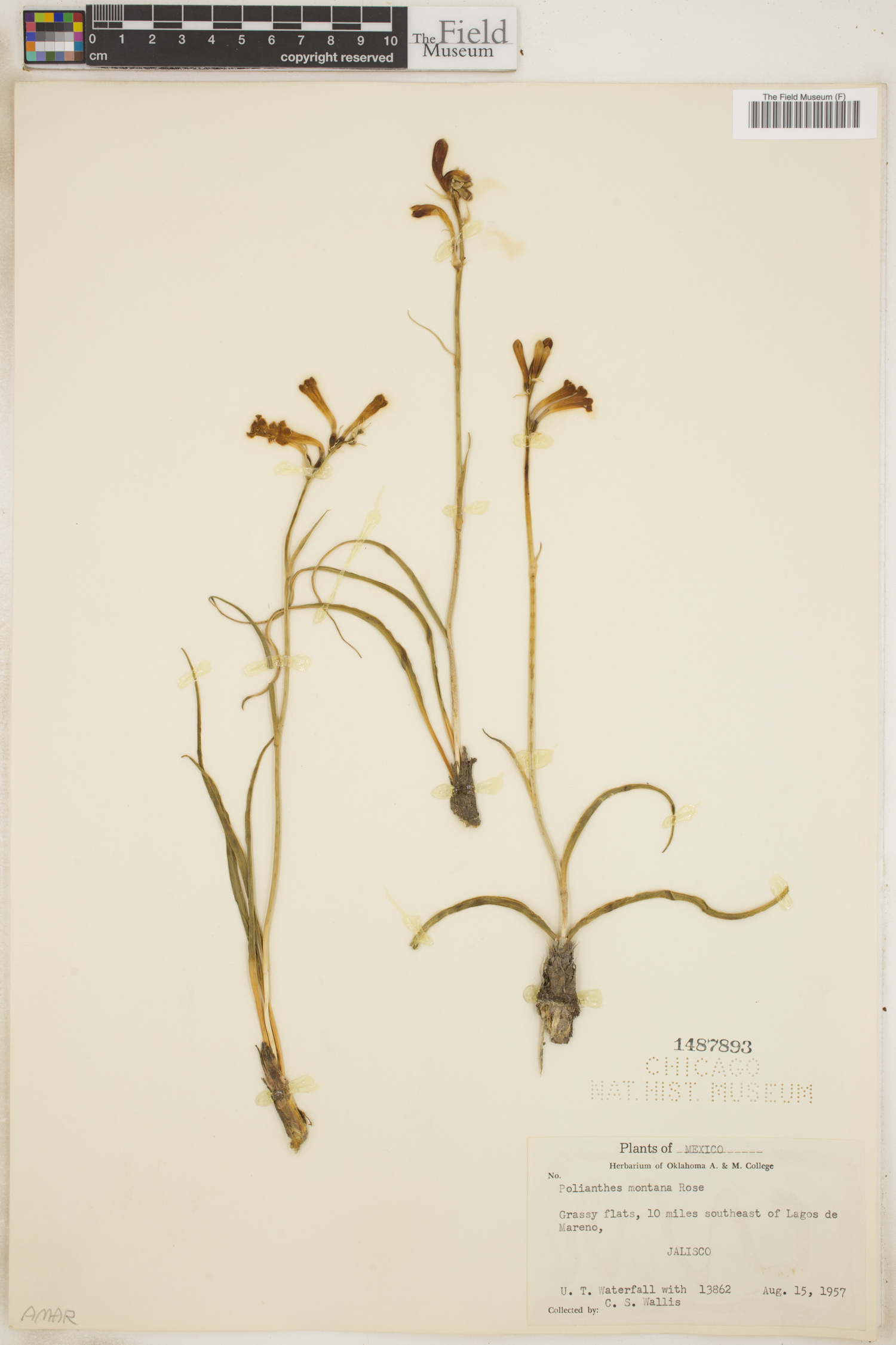 Polianthes montana image