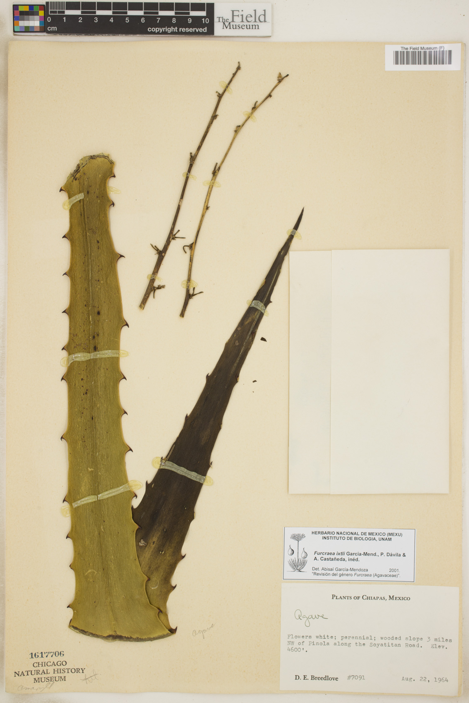Furcraea guatemalensis image