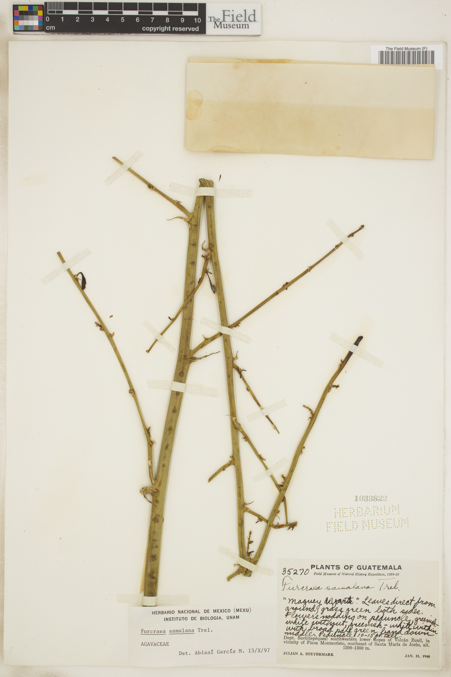 Furcraea samalana image