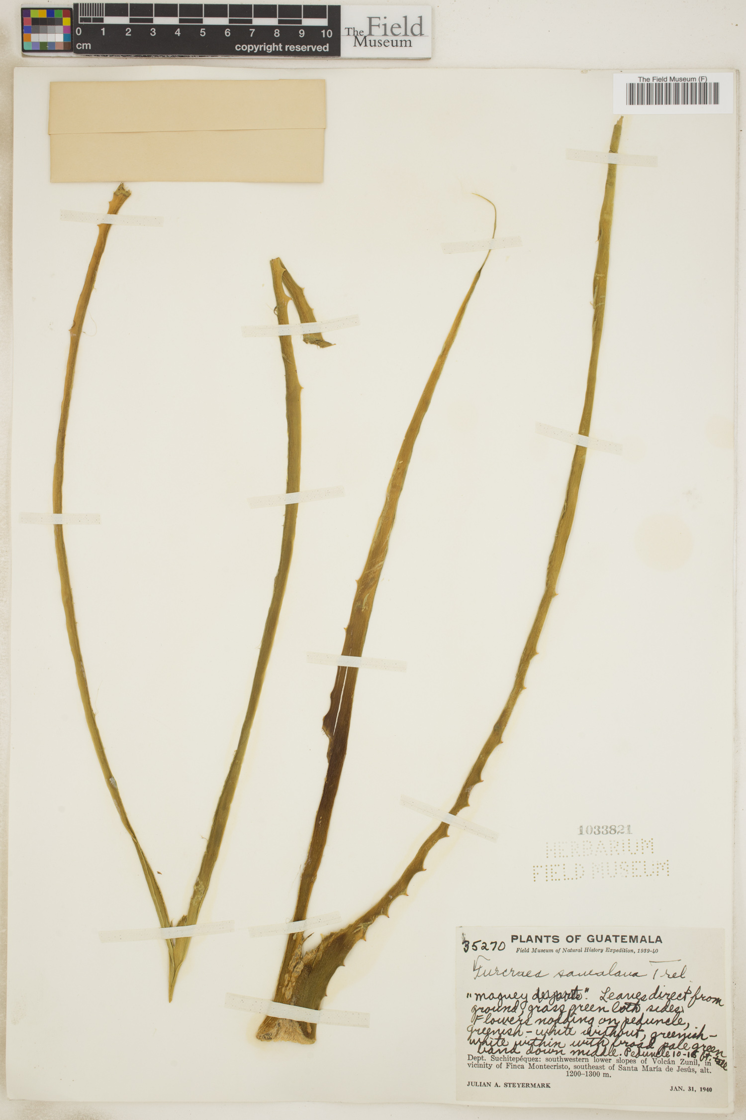 Furcraea samalana image