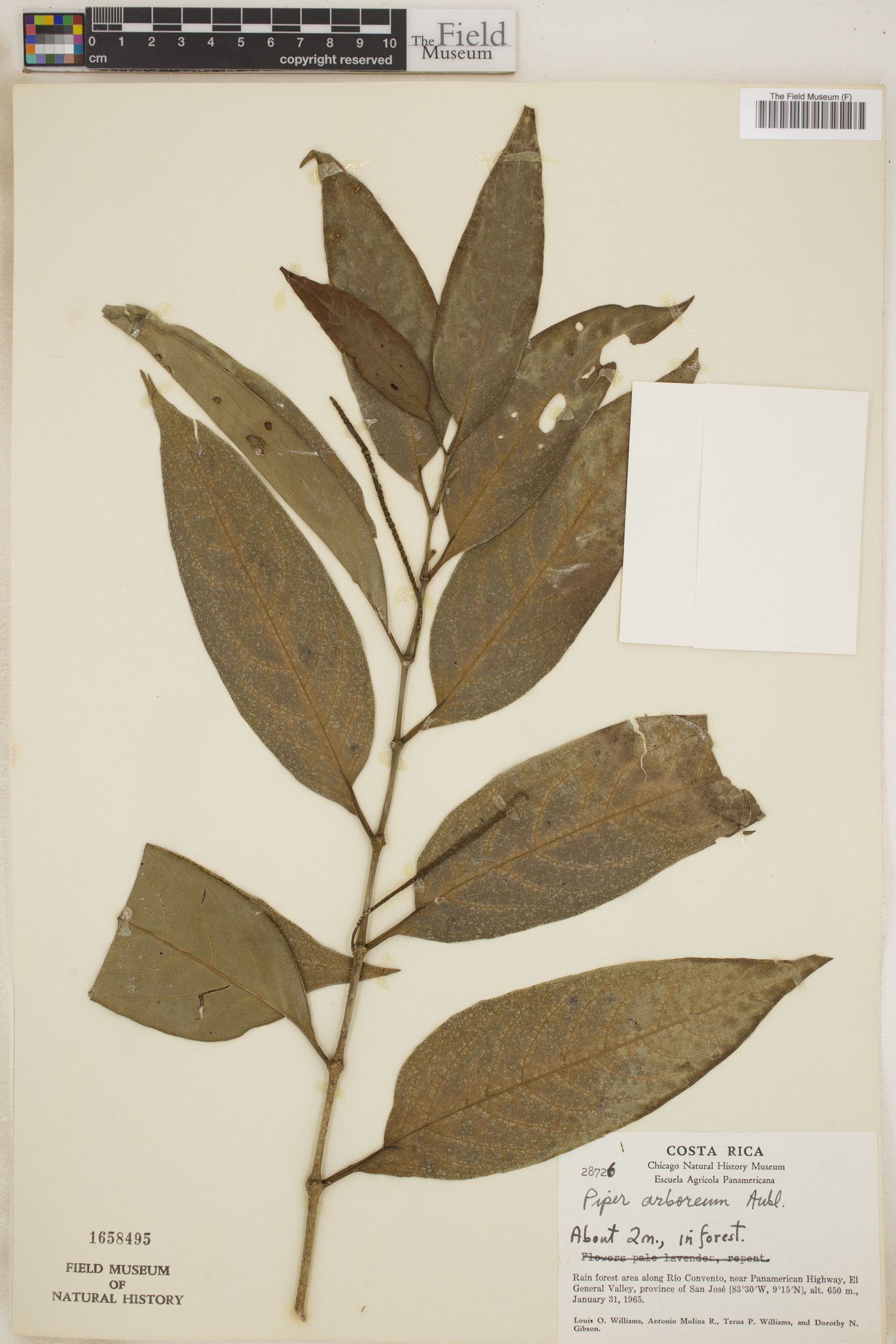 Piper arboreum image