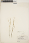 Utricularia guyanensis image