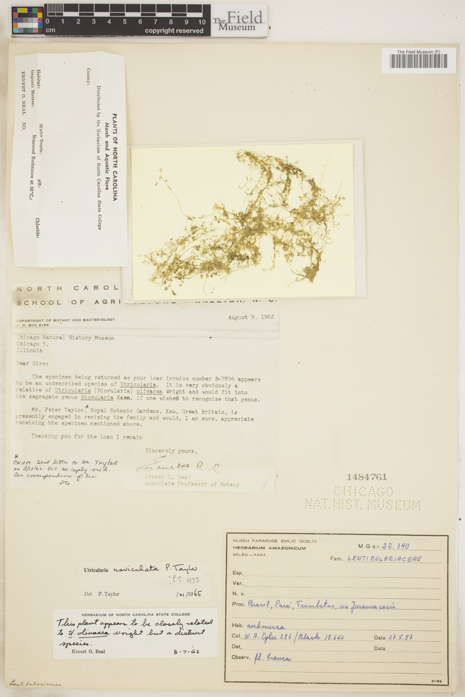 Utricularia naviculata image