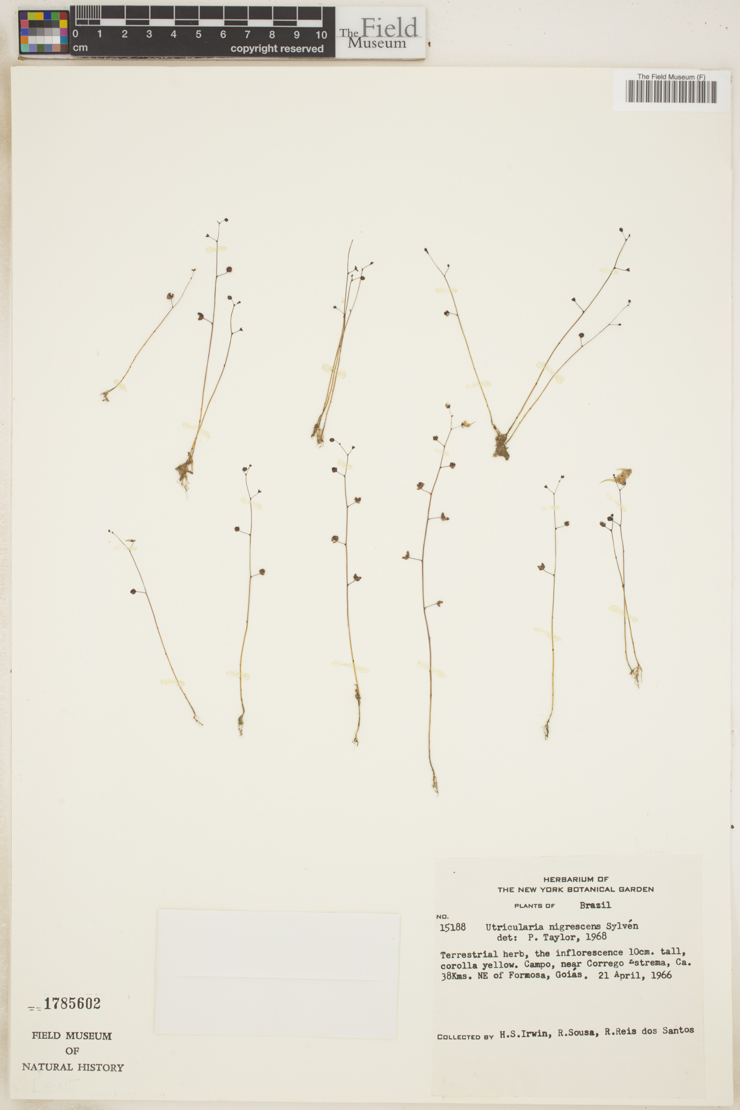 Utricularia nigrescens image