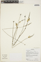 Utricularia meyeri image