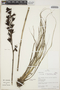 Pitcairnia fractifolia image