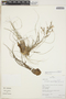 Racinaea parviflora image