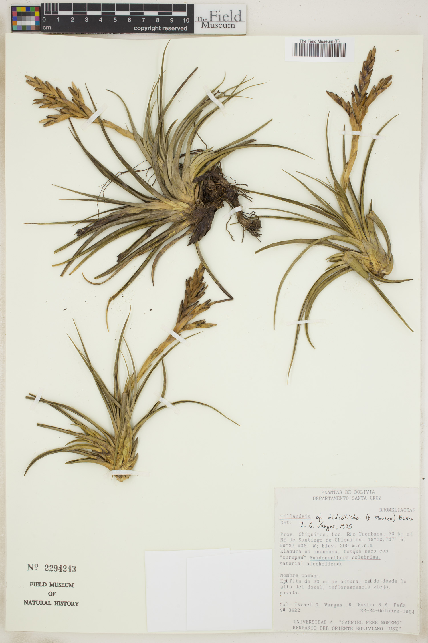 Tillandsia didisticha image