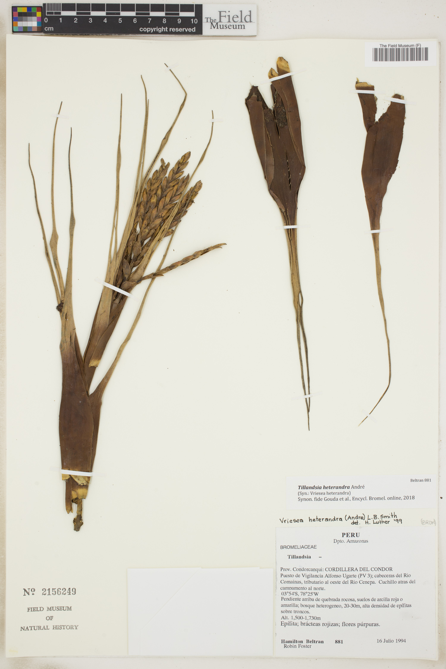 Tillandsia heterandra image
