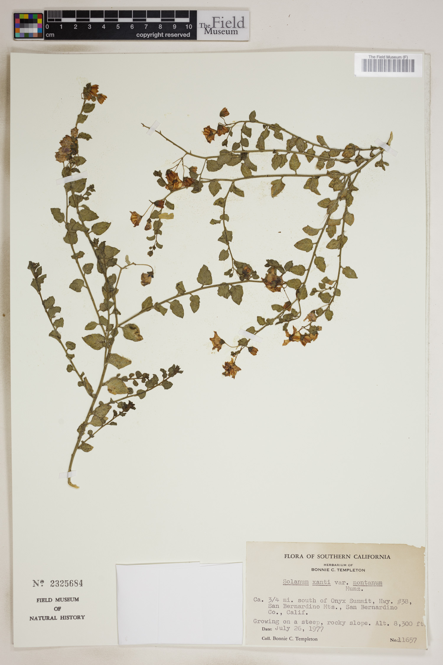 Solanum xanti var. montanum image