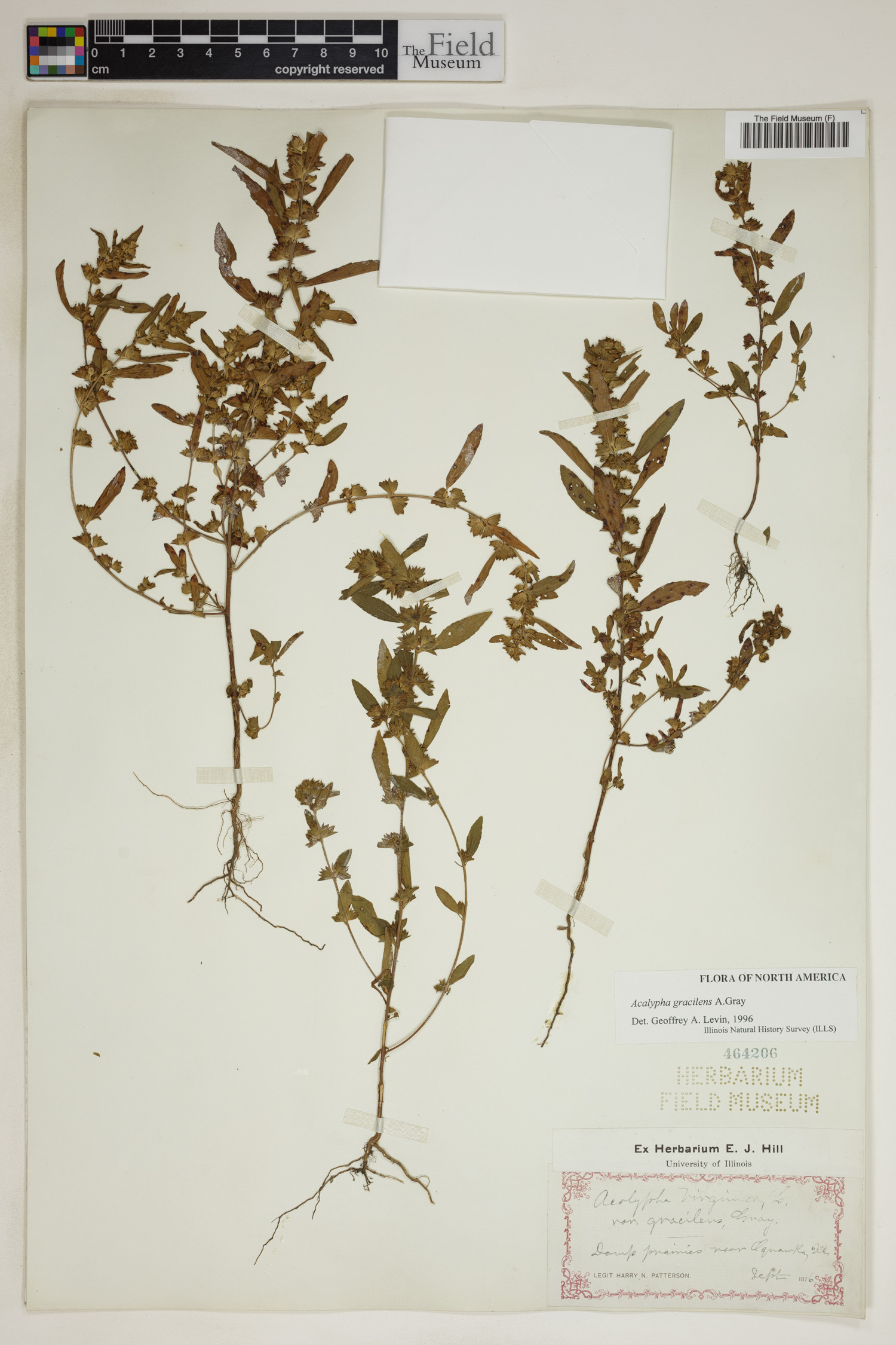 Acalypha gracilis image