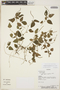 Acalypha herzogiana image