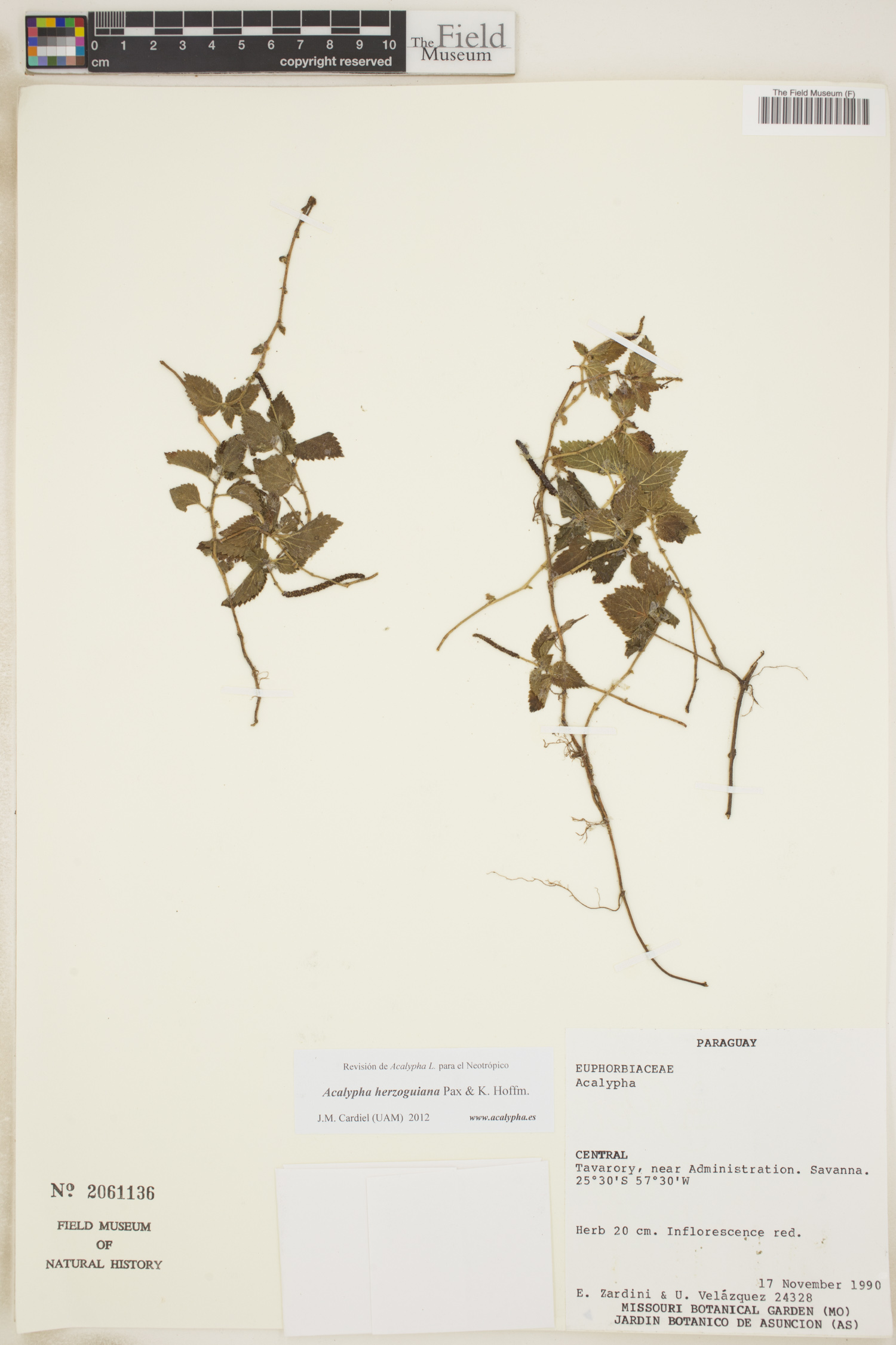 Acalypha herzogiana image