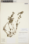 Acalypha multicaulis image