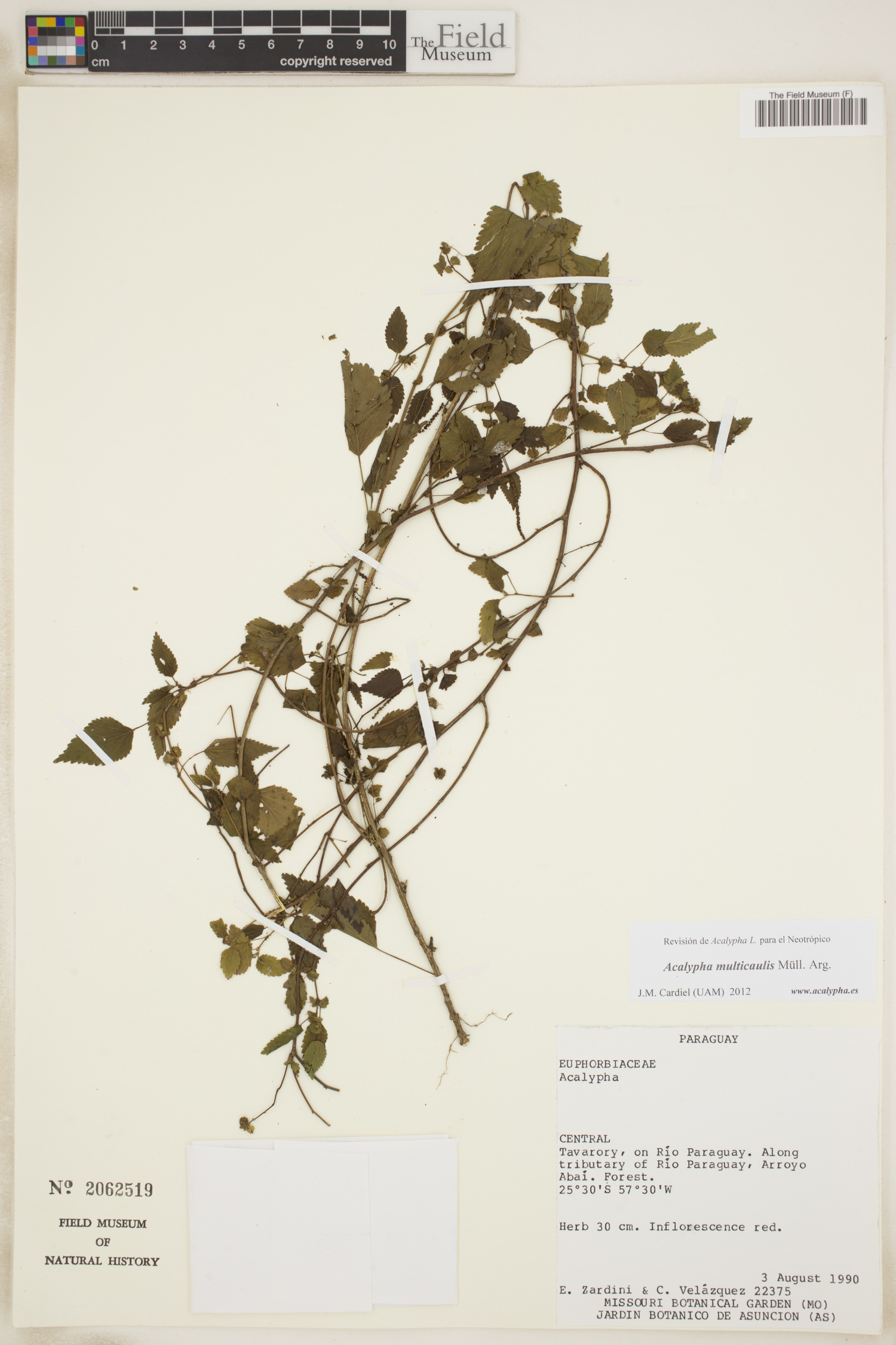 Acalypha multicaulis image