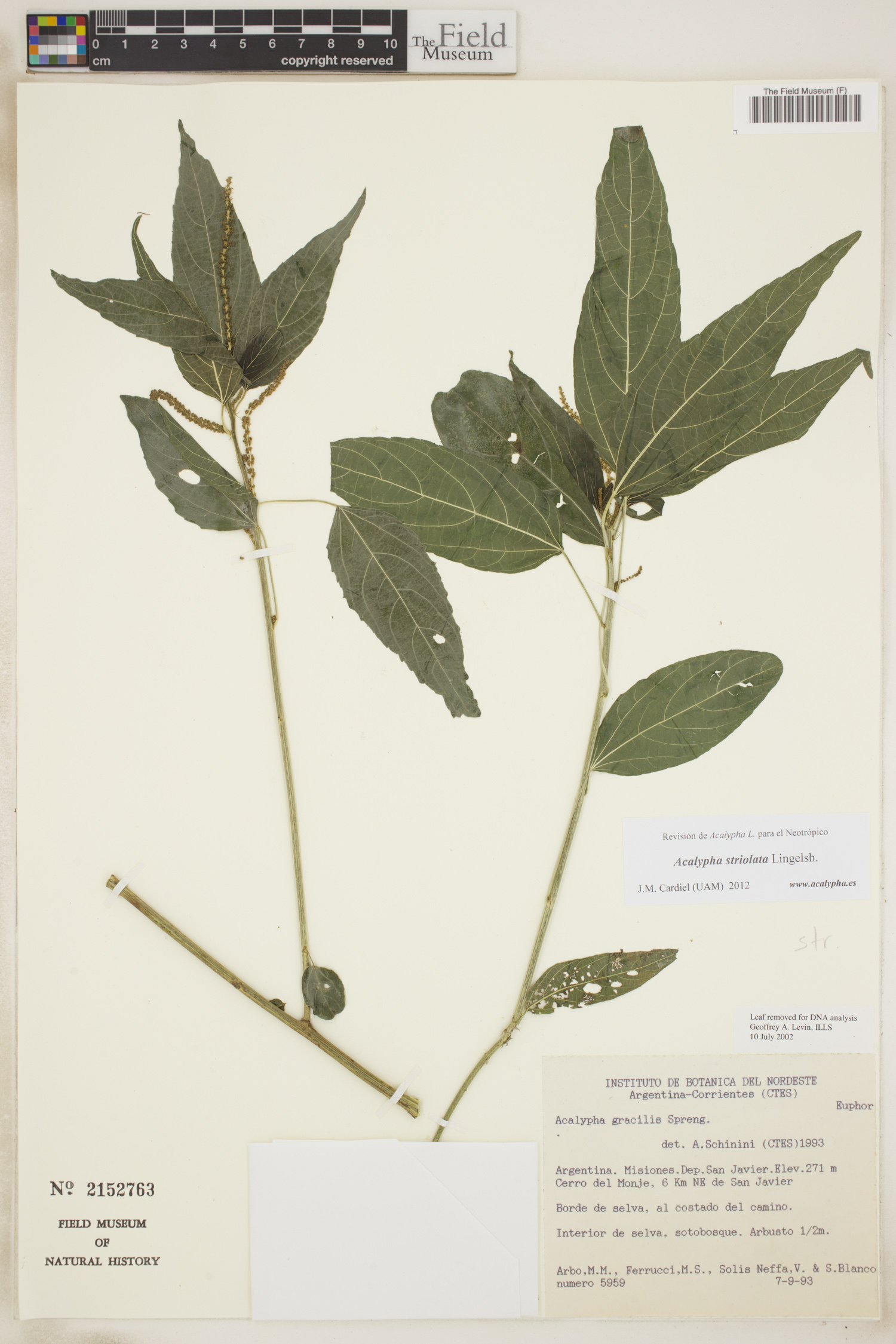 Acalypha striolata image