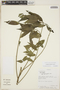 Acalypha striolata image