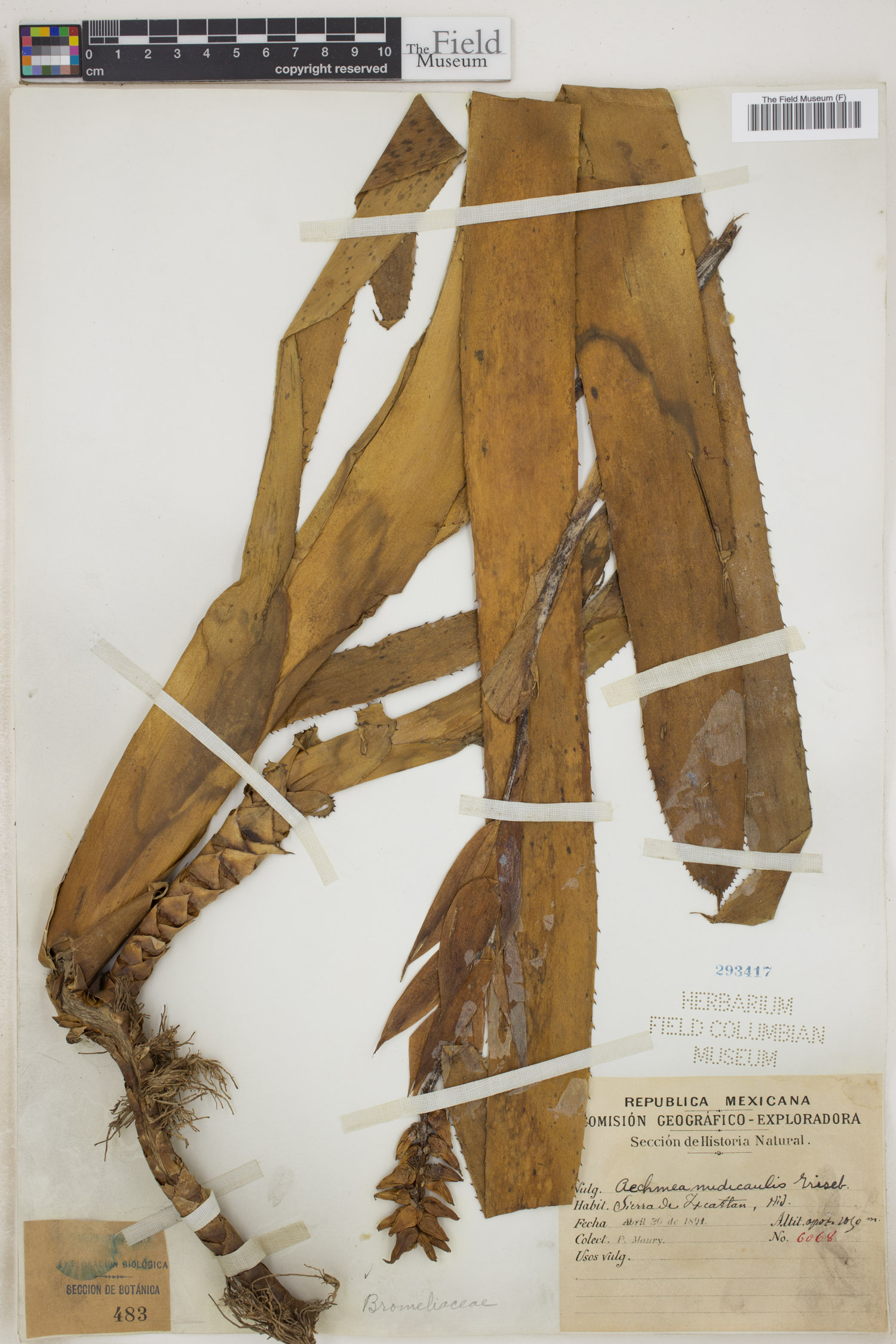 Aechmea nudicaulis image