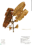 Prunus integrifolia image