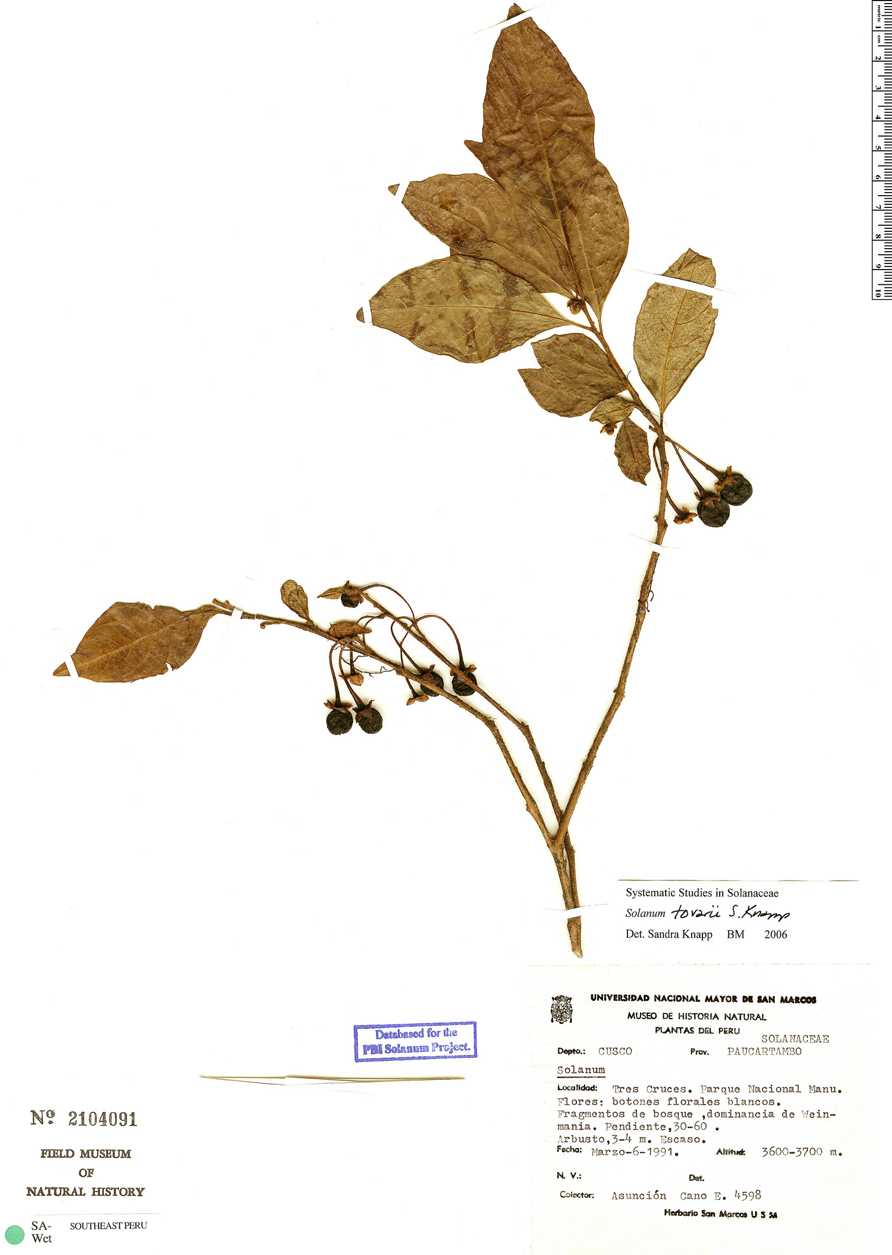 Solanum tovarii image