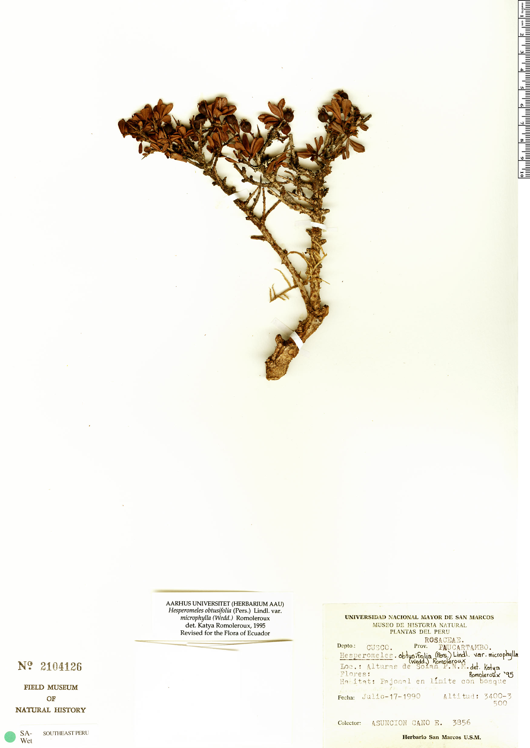Hesperomeles obtusifolia var. microphylla image
