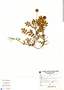 Acaena ovalifolia image