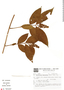 Forsteronia thyrsoidea image
