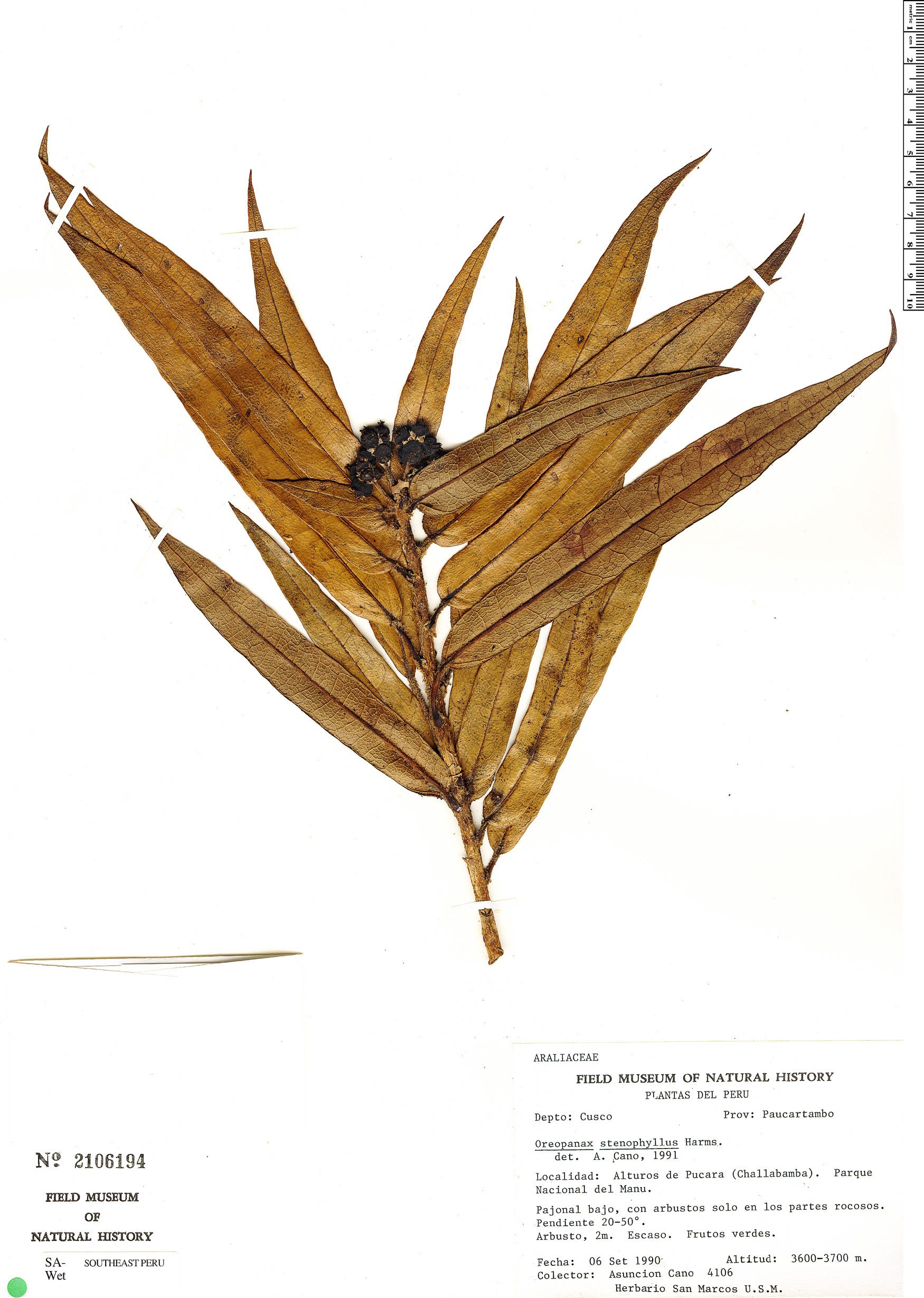 Oreopanax stenophyllus image